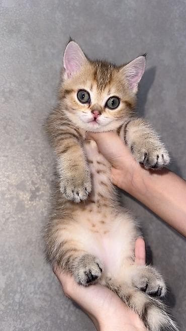 british golden chinchilla: Qızıl şinşilla, Erkək — 3