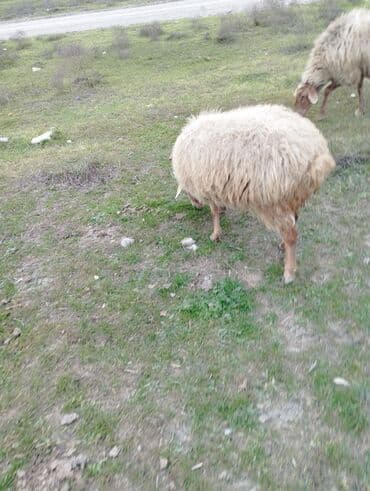 saanen keçisi satılır: Qoyunlar, qoçlar — 3