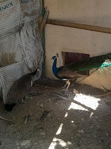 qus satisi: Məhsul: Göy tovuslar (cütlük) 4 yaş tovuz quşu razılaşma yolu ilə — 1