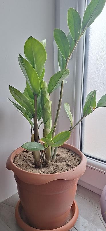 etirsah bitkisi: Zamioculcas zamiifolia (ZZ bitkisi) – otaq üçün dekorativ tropik — 4