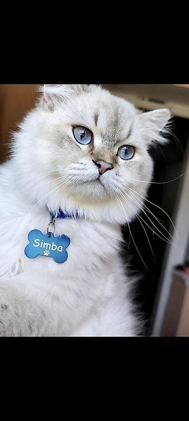 pișik: Şinşilla, Cütləşmə üçün — 3