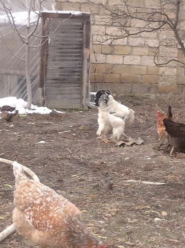 toyuqlar: Toyuq, Brama, Damazlıq, Ödənişli çatdırılma — 7