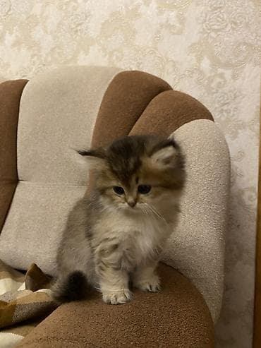 lalafo pisik: Şinşilla, Dişi — 4