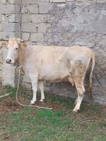 Südlük/besilik inək - Rəng: açıq krem - Buynuzlu, ipli bağlamağa