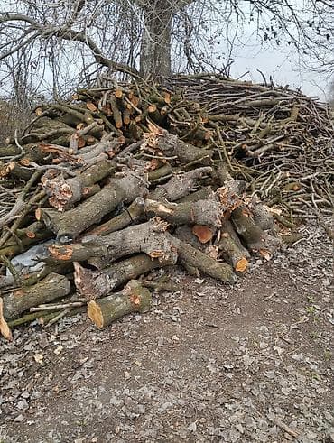 Самовары: Gilas şafdalı odunu 3 qazel — 1