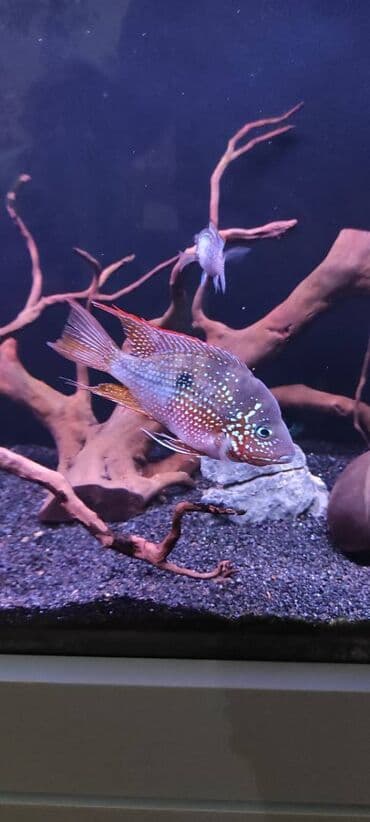 aranda baliq: Cixlid balığı — 3