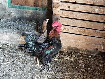 xoruz satisi: - Fotoşəkillərdə real nümunələr verilib; müxtəlif rəng və ölçülərdə — 3