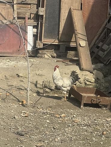 ev quslari adlari: Xoruz – yerli kənd tipi — 1