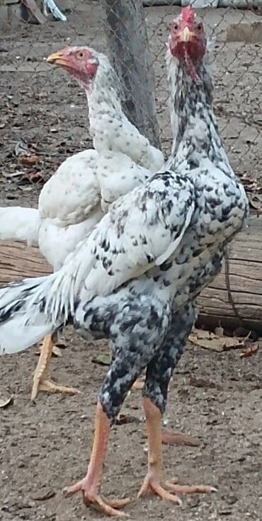 itlərin satışı 2020: Xoruz, il: 1, Ünvandan götürmə — 3