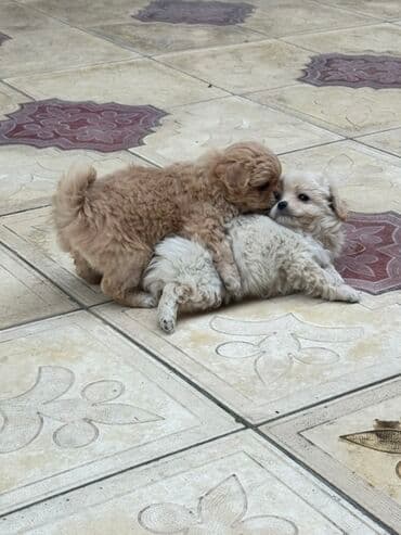 balaca it ucuz: Pekines, 2 ay, Peyvəndli — 10