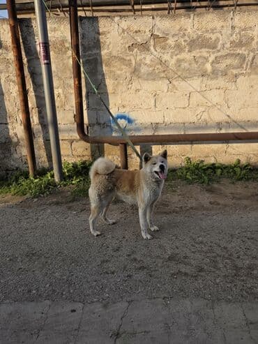 setteri it cinsinin digər adı: Akita-inu — 3