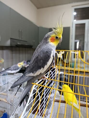 gərəf quşu: Nimfa (Cockatiel) papuqayları - Növ: Nimfa (Cockatiel), toparlaqlı — 3