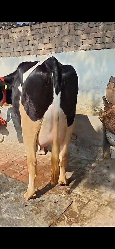 Inəklər, öküzlər: Südlük inək və buzağı - Cins: qara-ağ alaca (Holşteyn tipli görünüş) — 6