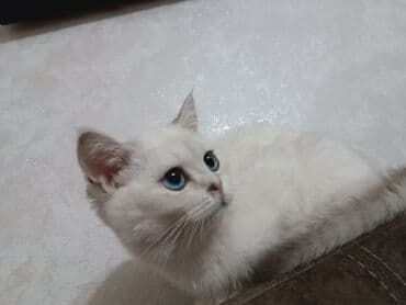 Şinşilla, Dişi lalafo.az -da Şinşilla, Dişi