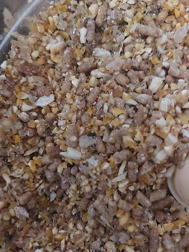 Heyratı yemi qarışığı kişmiş qoz noxud yumurta proteyin qarışığı bal