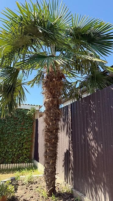 701 model yolka: 3 metrlik Dekorativ Palma Satılır (Trachycarpus fortunei) Sağlam və — 2