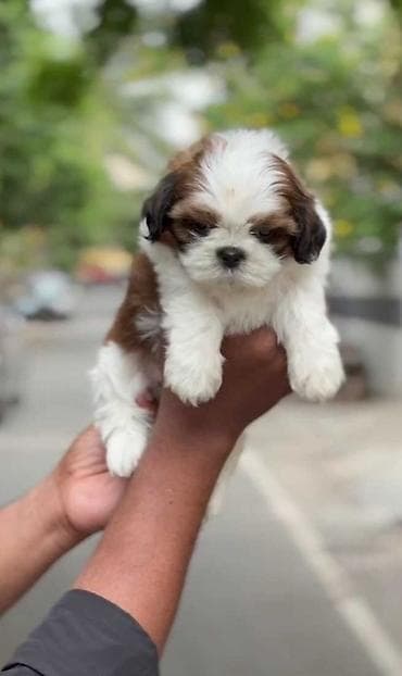 yem qabı: Shi-tsu — 4