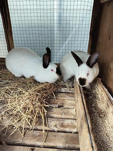 goyercin damı: Kaliforniya dovşanları - Rəng: ağ bədən, tünd (şokolad-qara) — 3