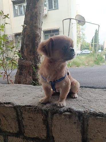 it alman: Pekines, 1 il, Erkək, Ünvandan götürmə — 2