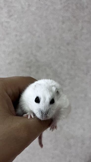 hemıstır: Djunqar cinsli xamyaklar - Kiçik ölçülü, sakit və mehriban xasiyyətli — 3