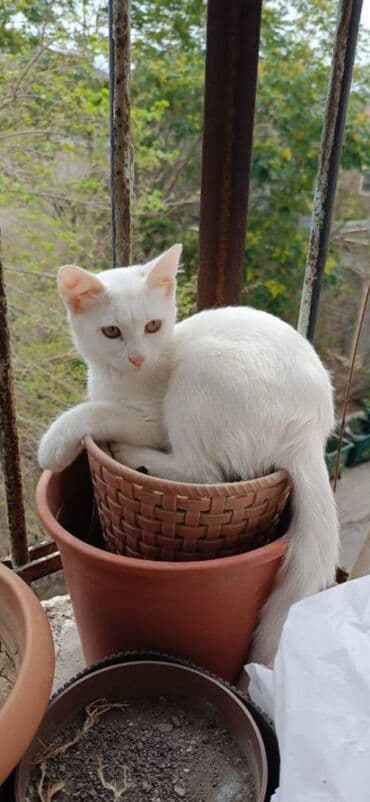 шотландский котенок: Erkək, Yaxşı əllərə — 2