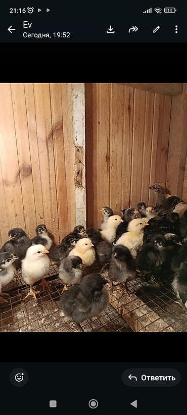 cücəsi: Toyuq cücələri, Damazlıq, Ünvandan götürmə — 2