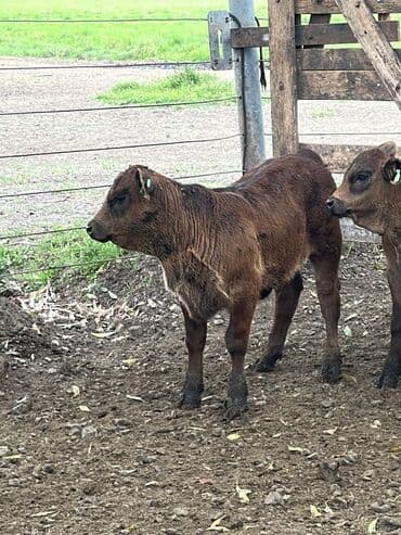 at və eşşəyin cütləşməsi: Məhsul: Qara və tünd qəhvəyi rəngli buzovlar (ətlik tip) Təsvir: - — 15
