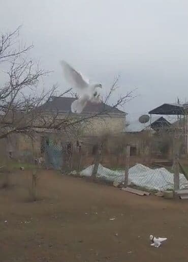 Növ: Ev göyərçini (ağ, lələkləri ayaqlı) Rəng: Tam ağ (başın arxasında