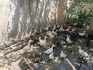 bildircin satisi: Dişi, Ətlik — 1