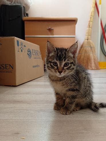 tap az at: Yaxşı əllərə — 2