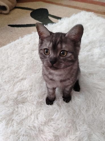 britanski pisik: Britan — 6