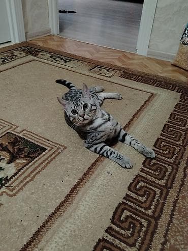 pişik almaq: Benqal, Erkək, Yaxşı əllərə — 2