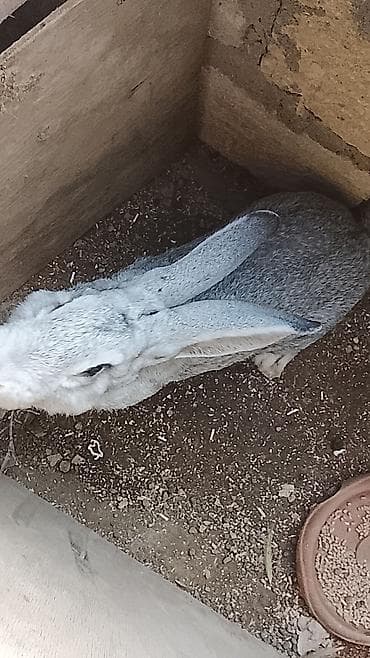 dovşan yuvası: Boz rəngli uzunqulaq dovşan - Növ: ev dovşanı - Rəng: gümüşü-boz — 1