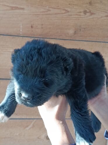 it davası: Alabay, Peyvəndli — 3