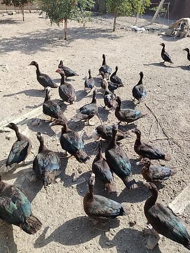 heyet iti etibarlı: Muscovy (hinduşka) ördəkləri – iri ətlik istiqamət - Rəng: əsasən tünd — 3