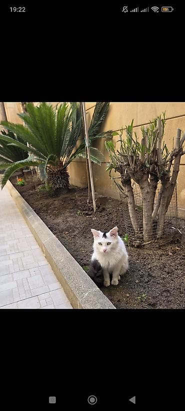 cutlesdirmek: Cutleşdirmek ucun dişi pişik axtarilir, butun lazim olan dermanlar — 3