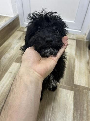 Pudel, 5 ay, Erkek, Peyvəndli, Ünvandan götürmə, Ödənişli çatdırılma