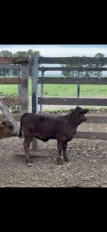 at və eşşəyin cütləşməsi: Məhsul: Qara və tünd qəhvəyi rəngli buzovlar (ətlik tip) Təsvir: - — 2