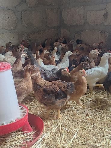 arpa bugda satisi: Toyuq cücələri, Damazlıq, Ünvandan götürmə, Ödənişli çatdırılma, Rayonlara çatdırılma — 4