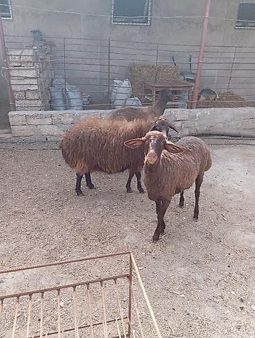 canavar balasi satilir: Dişi, Qala, il: 2, 90 kq, Damazlıq, Ünvandan götürmə — 4