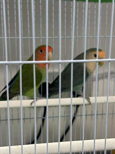 попугай жако купить в баку: Məhsul: Sevda papuqayları (agapornis) cütü və qəfəs dəsti Təsvir: - — 2