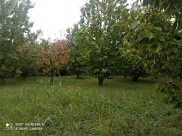 çilədağı bitkisi hardan almaq olar: Meyvə bağı – müxtəlif növ ağaclarla əkilmiş torpaq sahəsi Təsvir: - — 5