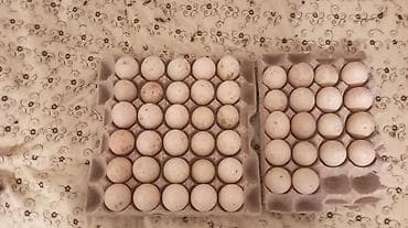 Təbii kənd yumurtası. sort lal ördək yumutası tam mayalı teze çox
