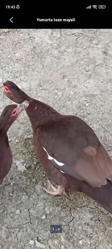 islenmis xalca: Salam olsun 3 dene ana ördəklər satlir qırmızı krasnadar sortudu 3 — 1