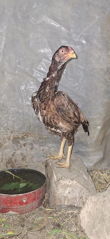 cins buzovların satışı: Toyuq, Damazlıq — 7