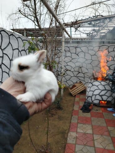 работа выгул собак бишкек: Karlik dovsan lar var satisda Vatsapda aktivdi Dovsan ayit Qefes de — 11