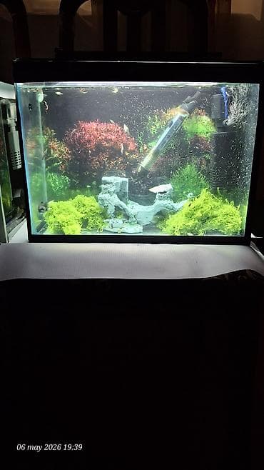 akvarium balik: Akvaryum satılır dekor işıq qızdırıcı Filtir içinde 40 qədər bala Moli — 1
