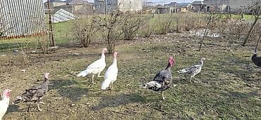 Другие с/х животные: Самец, Для мяса, Самовывоз — 5