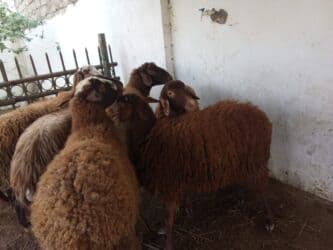 Коровы, быки: Elan başlığı: 7 boğaz qoyun satılır Təsvir: - 7 ədəd boğaz (hamilə) — 2