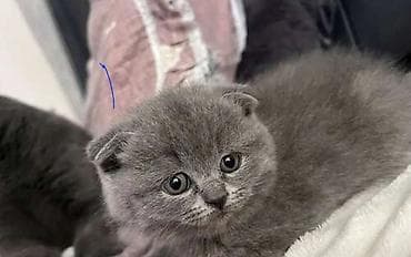 Gəmiricilər: Şotland yastı qulaq — 1